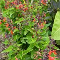 Salvia coccinea 'Forest Fire' (2)